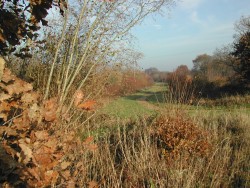 A Picture of Tongham Wood